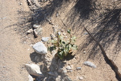 Asclepias nyctaginifolia