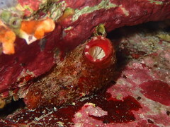 Microcosmus polymorphus