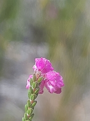 Erica fimbriata