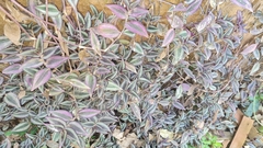 Tradescantia zebrina