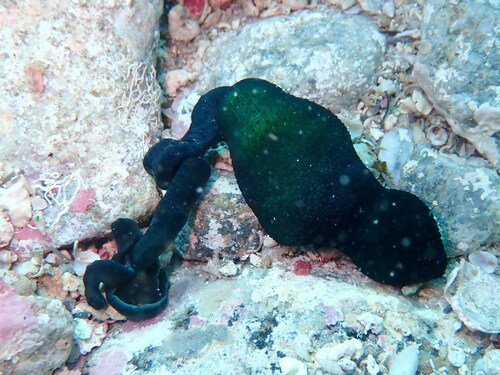 Marine Worm