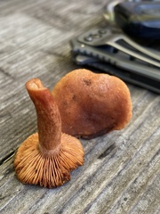 Lactarius rubidus