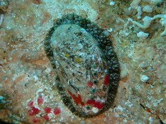 Haliotis tuberculata