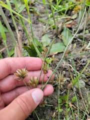 Cyperus diandrus
