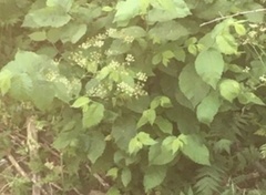 Angiospermae