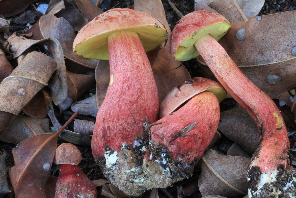 Heimioporus fruticicola
