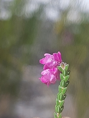 Erica fimbriata