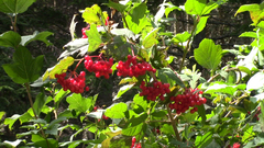 Viburnum opulus americanum