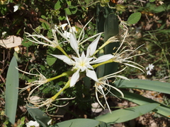 Pancratium illyricum