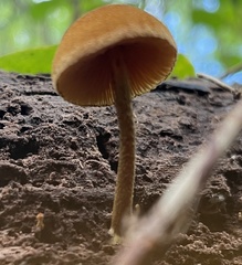 Pholiota granulosa