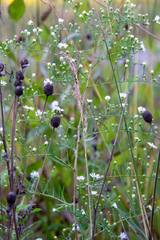 Boltonia asteroides