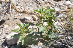 Asclepias nyctaginifolia