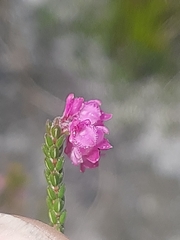 Erica fimbriata