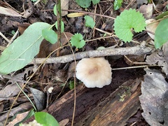 Pluteus longistriatus