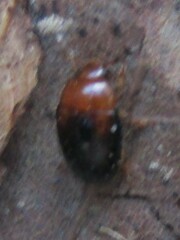 Erotylidae