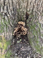 Stereum gausapatum