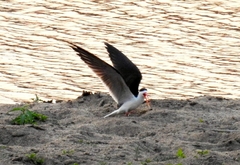 Rynchops flavirostris