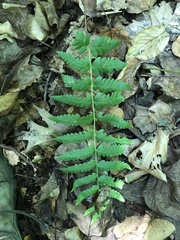 Dryopteris clintoniana