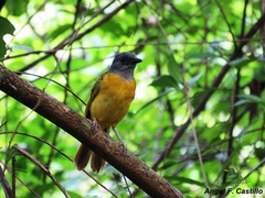 Eucometis penicillata