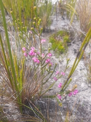 Erica fimbriata