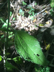 Eupatorieae