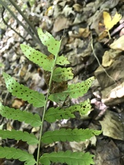 Dryopteris clintoniana