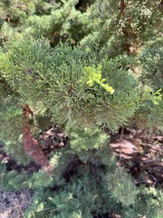 Cupressus pygmaea