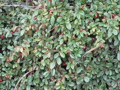 Cotoneaster dammeri