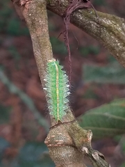 Zygaenoidea