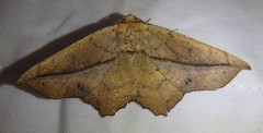 Polyacme dissimilis