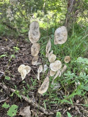 Ptelea trifoliata