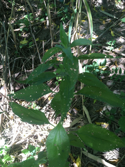 Eupatorieae