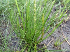 Triglochin maritima