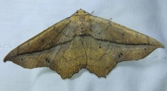 Polyacme dissimilis