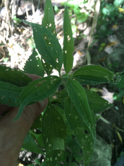 Eupatorieae