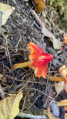 Hygrocybe conica