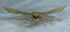 Polyacme dissimilis