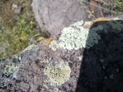 Flavoparmelia baltimorensis