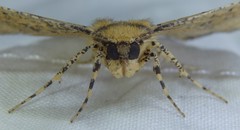 Polyacme dissimilis