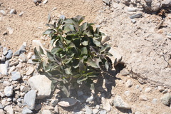 Asclepias nyctaginifolia