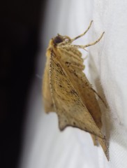 Polyacme dissimilis