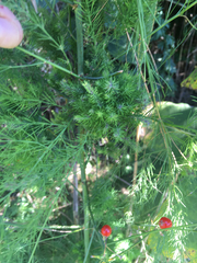 Asparagus officinalis