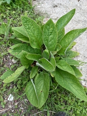 Pentaglottis sempervirens