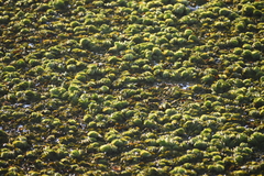 Salvinia molesta