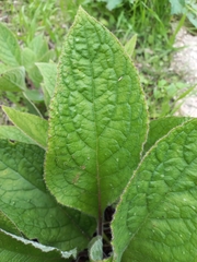 Pentaglottis sempervirens