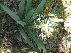 Pancratium illyricum