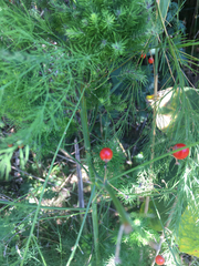 Asparagus officinalis