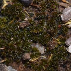 Syntrichia