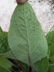 Pentaglottis sempervirens