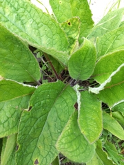 Pentaglottis sempervirens
